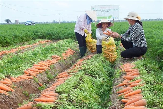 ca-rot-hai-duong.jpg