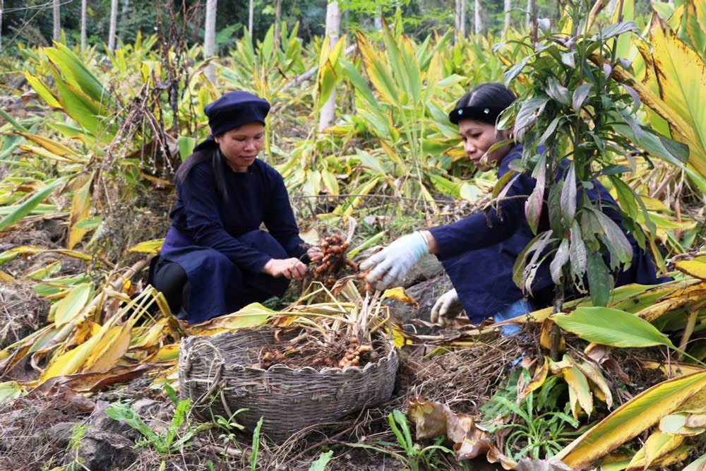 nghe.jpg