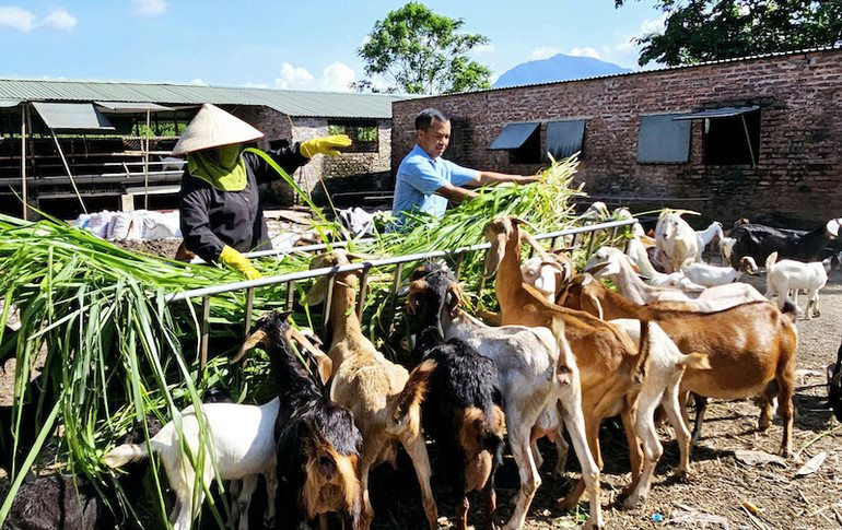 nhieu-mo-hinh-phat-trien-kinh-te-da-mang-lai-hieu-qua-cao-cho-nguoi-dan-vung-dong-bao-dan-toc-thieu-so-tren-dia-ban-tinh-quang-ninh..jpg