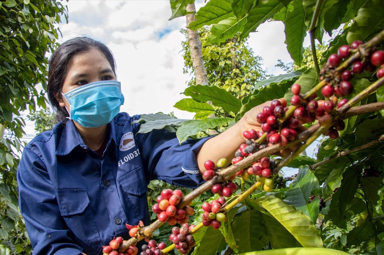 ca-phe-viet-nam_7c541.jpg