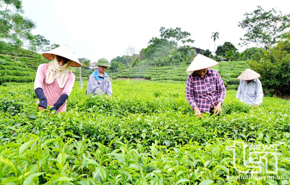 thai-nguyen-dang-1.jpg