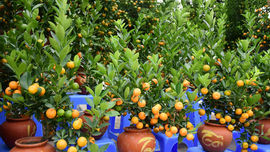 Đào, quất, bưởi xuống phố, Tết đang đến gần