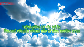 Chấn chỉnh công tác trồng rừng tại các dự án ứng phó với biến đổi khí hậu và tăng trưởng xanh