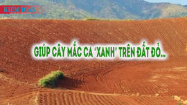 Giúp cây mắc ca “xanh” trên đất đỏ…