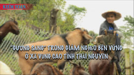 “Gương sáng” trong giảm nghèo bền vững ở xã vùng cao tỉnh Thái Nguyên
