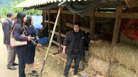 Giữa giá rét vùng cao, chăn nuôi bò vẫn là sinh kế của người dân Hà Quảng 