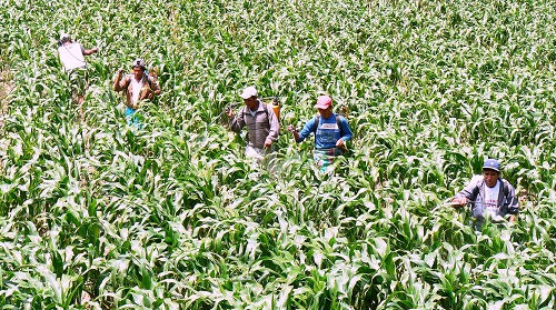 Qua kết quả kiểm toán: Peru tăng cường quản lý dư lượng thuốc bảo vệ thực vật trong nông sản