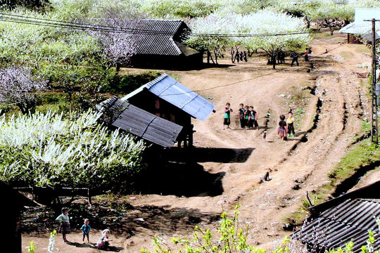 Sắc xuân trên đại ngàn cao nguyên Mộc Châu