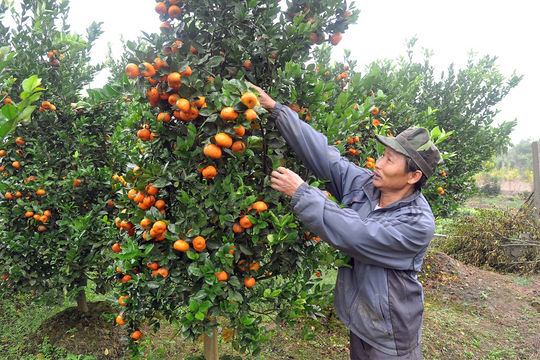 Mễ Sở - Vùng quê không muốn cho đất nghỉ