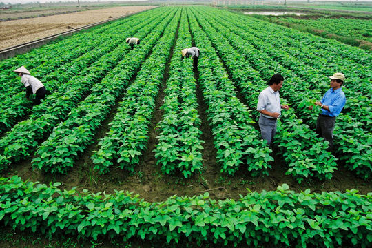Gỡ rào cản cho doanh nghiệp đầu tư vào nông nghiệp