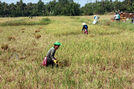 Giải bài toán hạn hán, xâm nhập mặn đồng bằng sông Cửu Long