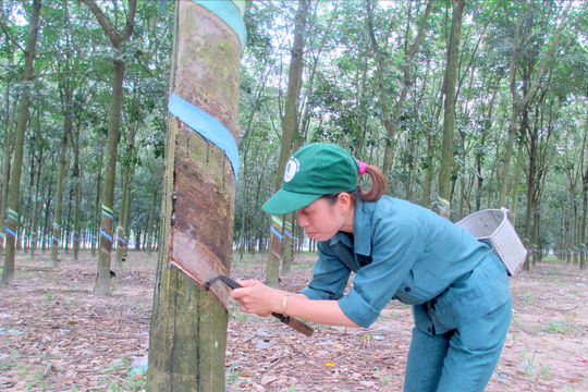 Công ty TNHH MTV Cao su Đắk Lắk: Kỳ I: Bất cập trong đầu tư phát triển cao su tại nước ngoài