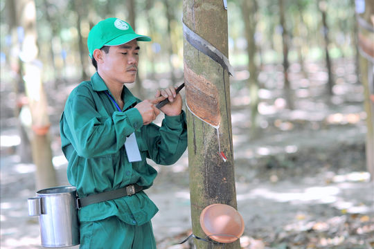 Công ty TNHH MTV Cao su Đắk Lắk - Kỳ III: Nhiều sai phạm trong nội bộ Công ty mẹ