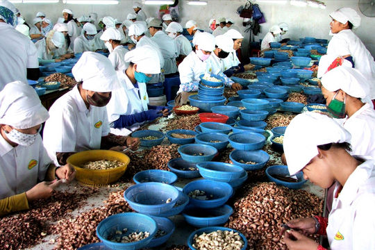 Xuất khẩu nông sản gặp khó