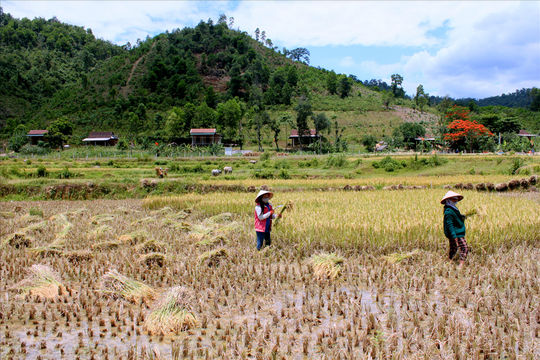 Miễn thuế sử dụng đất: Góp phần chuyển dịch cơ cấu nông nghiệp