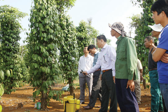 Tìm hướng phát triển hồ tiêu  bền vững cho Việt Nam