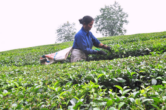 Phát triển cây chè: Hướng đi thoát nghèo ở Tân Sơn