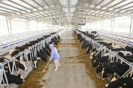 Thúc đẩy doanh nghiệp đầu tư vào nông nghiệp, nông thôn