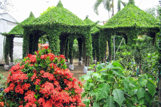 Làng hoa Cái Mơn làm đẹp ngày xuân