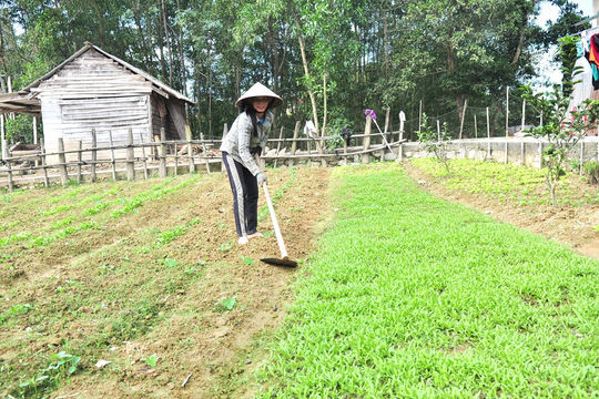 Xuân về trên vùng “rốn lũ”