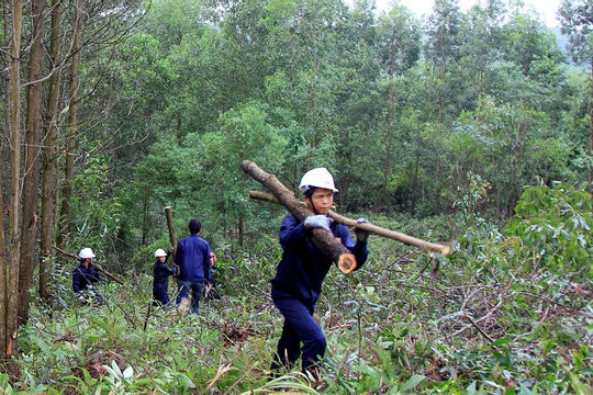 Tìm biện pháp nâng cao giá trị kinh tế từ rừng tự nhiên Tìm biện pháp nâng cao giá trị kinh tế từ rừng tự nhiên