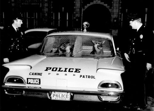 Những biệt tài của chó cảnh sátDù xác nạn nhân ở trên bề mặt hay chôn dưới đất, dưới nước, những chú chó được huấn luyện vẫn có thể lần ra.