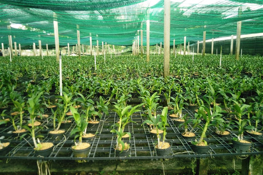 Khuyến khích chứ không phải là ban phát ngân sách