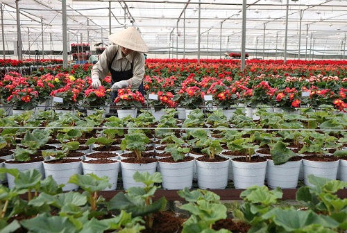 Ứng dụng công nghệ cao  trong nông nghiệp còn nhiều khó khăn