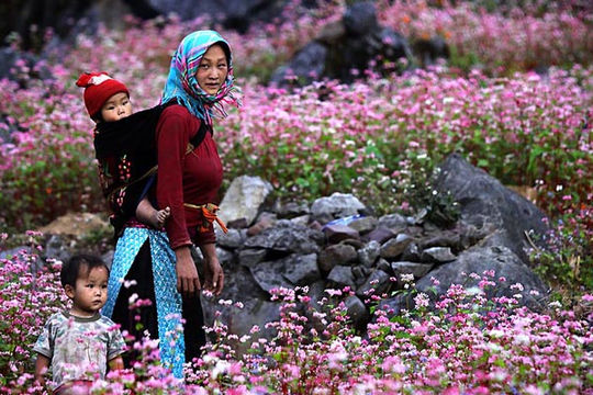 Hà Giang vào mùa hoa Tam giác mạch