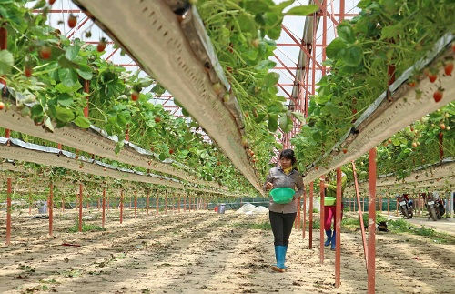 Hướng tới phát triển bền vững nông nghiệp hữu cơ