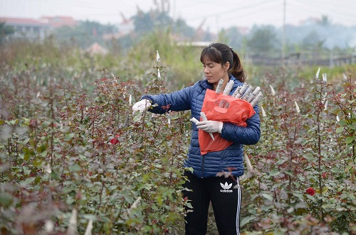 Hoa Tây Tựu sẵn sàng vào vụ Tết