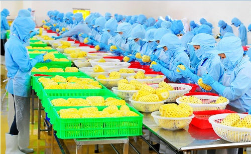 Tạo chuyển biến rõ nét hơn  trong phát triển nông nghiệp