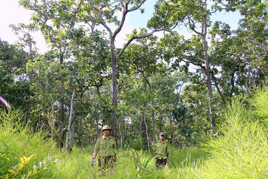 Công tác quản lý, sử dụng đất tại các công ty nông, lâm nghiệp do UBND tỉnh Đắk Lắk quản lý: Kỳ I - Để mất rừng nghiêm trọng