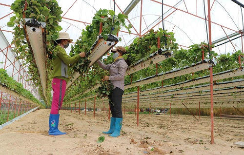 Công nghệ Blockchain giúp nông sản Việt vươn ra thế giới Công nghệ Blockchain giúp nông sản Việt vươn ra thế giới