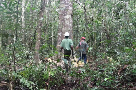 Vi phạm quy định lâm nghiệp tràn lan tại Guyana Vi phạm quy định lâm nghiệp tràn lan tại Guyana