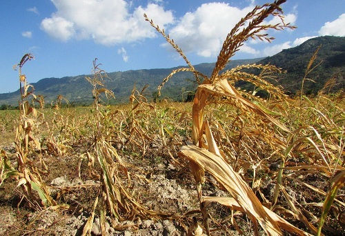 EI Nino gây tổn thất lớn đối với nền nông nghiệp