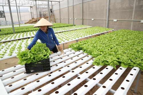 Ứng dụng công nghệ cao  chưa tạo đà cho nông nghiệp “cất cánh”