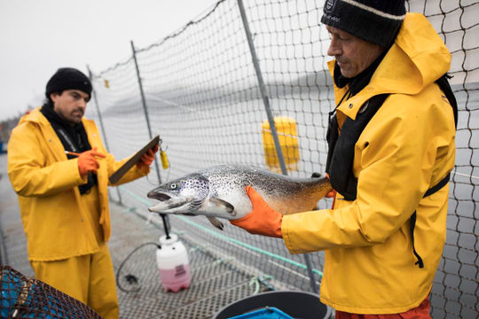 Canada: Chính phủ chưa thực hiện cam kết phát triển thủy sản