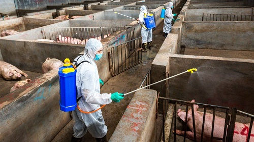 Đẩy mạnh các biện pháp ngăn chặn dịch tả lợn châu Phi