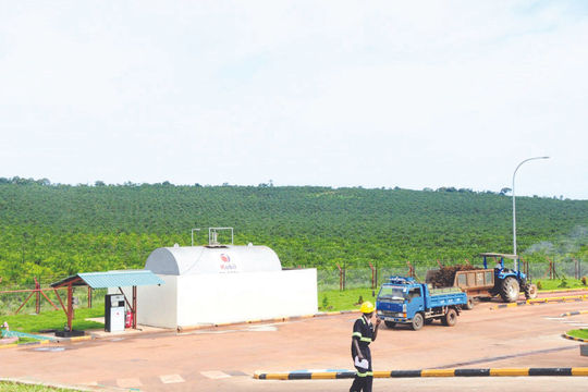 Uganda: Thất thoát hàng triệu USD tại Công ty Dầu cọ