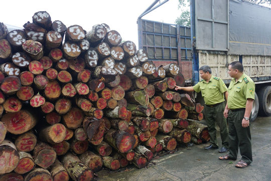 Mức phạt tiền tối đa đối với vi phạm trong lĩnh vực Lâm nghiệp lên tới 1 tỷ đồng Mức phạt tiền tối đa đối với vi phạm trong lĩnh vực Lâm nghiệp lên tới 1 tỷ đồng