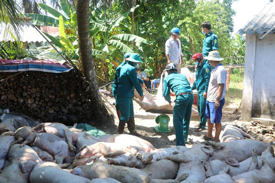 Chính sách hỗ trợ phòng, chống bệnh dịch tả lợn Châu Phi
