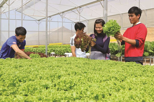 Đảm bảo an toàn thực phẩm trong nông nghiệp: Nhân rộng những mô hình sản xuất  tiên tiến