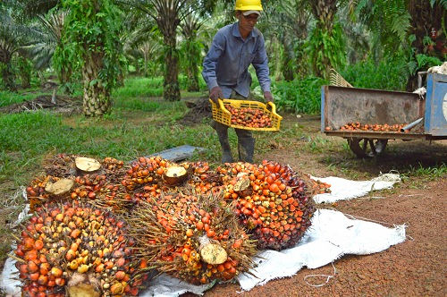 Indonesia:  Dự án dầu cọ đe dọa hủy hoại môi trường