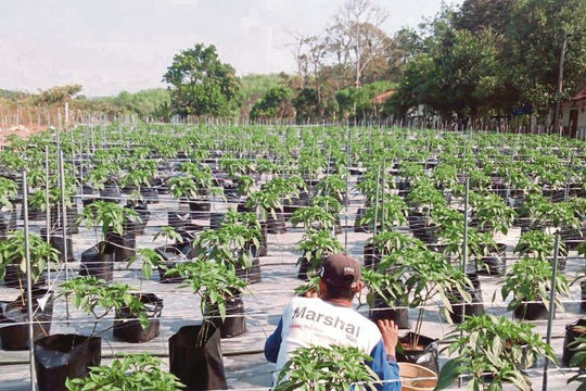 Malaysia: Nhiều sai phạm trong công tác quản lý việc giải ngân các khoản tiền Chính phủ cho các DN trong nước vay vốn