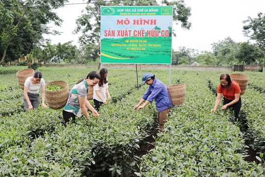 Chính sách phát triển hợp tác xã vẫn là câu chuyện dài