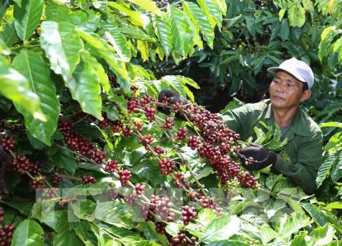 Tăng trưởng xuất khẩu cà phê nhờ gia tăng chế biến và xây dựng thương hiệu