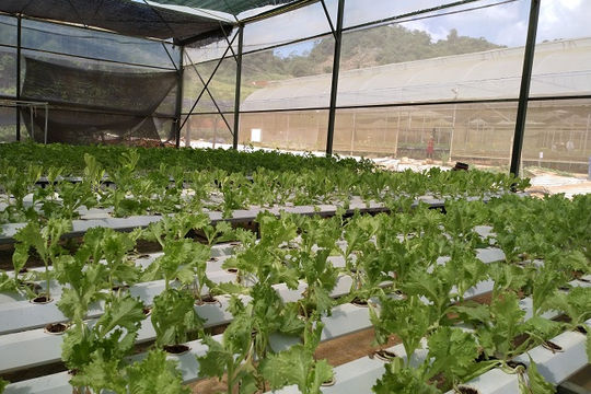 Sắp xếp, đổi mới công ty nông, lâm nghiệp:  Còn nhiều thách thức