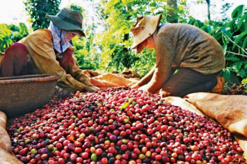 Tìm giải pháp thúc đẩy phát triển cà phê bền vững