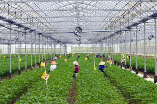 Tiêu chí xác định dự án ứng dụng công nghệ cao trong nông nghiệp